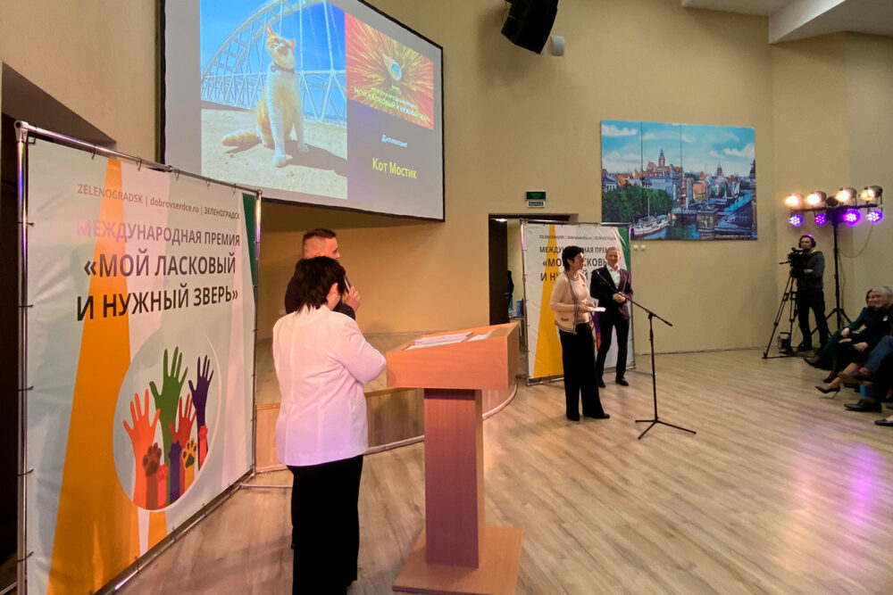 Большой дружбы мосты строили коты