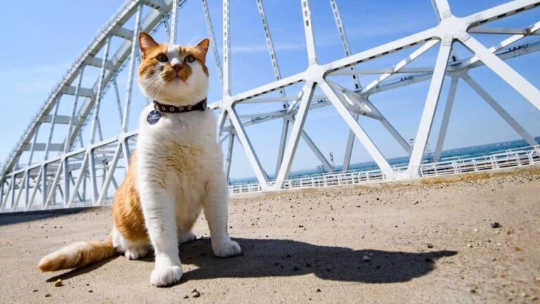 Большой дружбы мосты строили коты