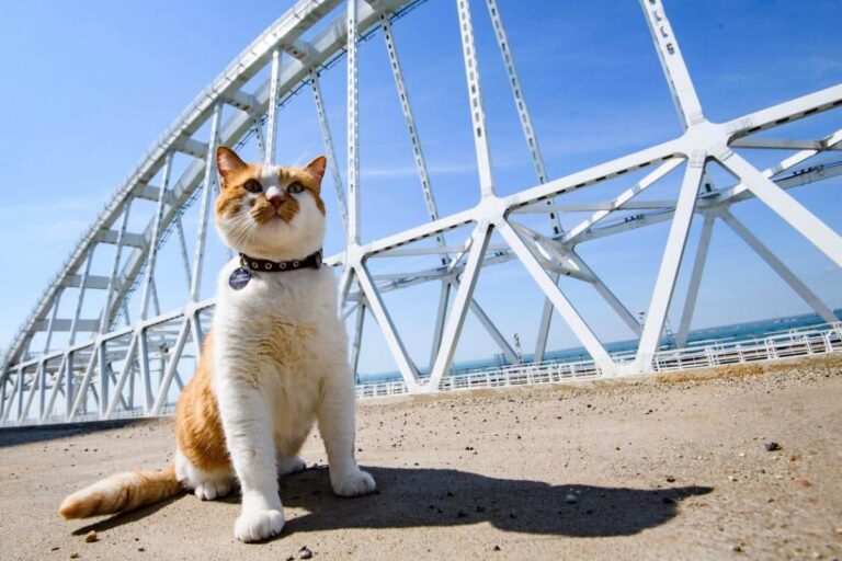 Большой дружбы мосты строили коты