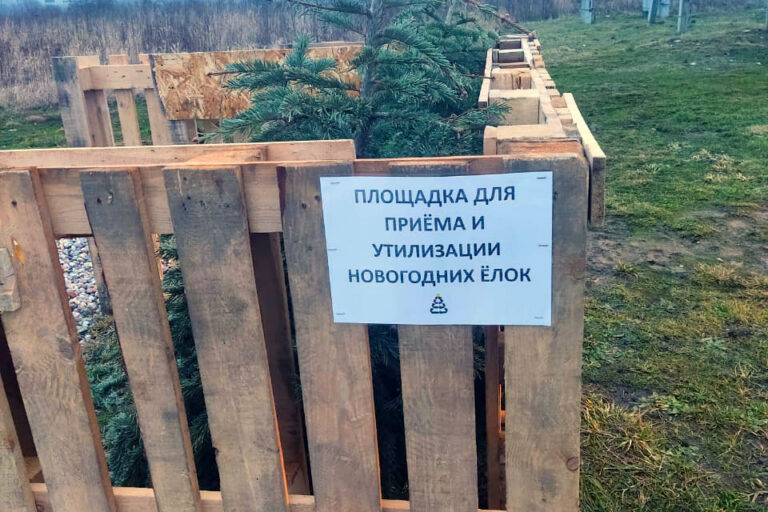 Принимаем новогодние ёлки!